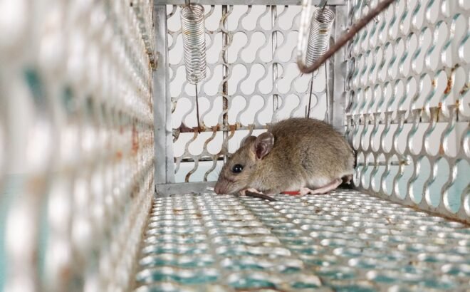 pest-control-image-03