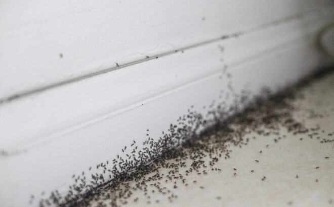 pest-control-image-07