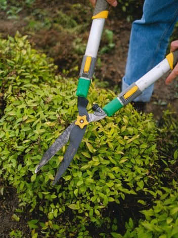MAZAYA Gardening and Landscaping 21